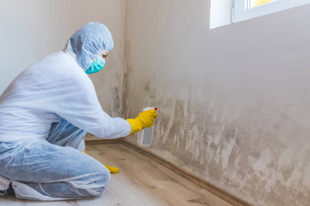 Licensed Mold Testing service in DeWitt, MI - WQB Mold Removal